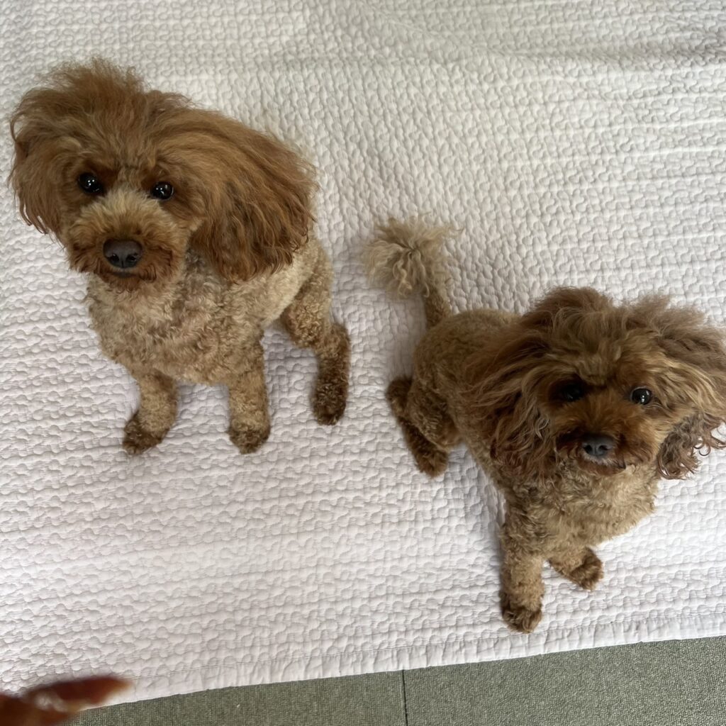 DoggyMan しなやか味わい牛たん皮 実食後の様子