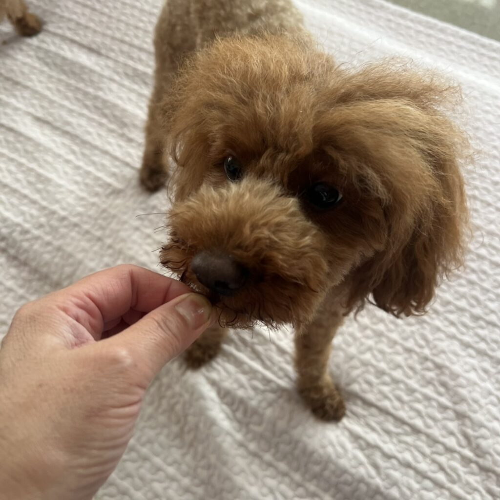 DoggyMan しなやか味わい牛たん皮を食べる様子2