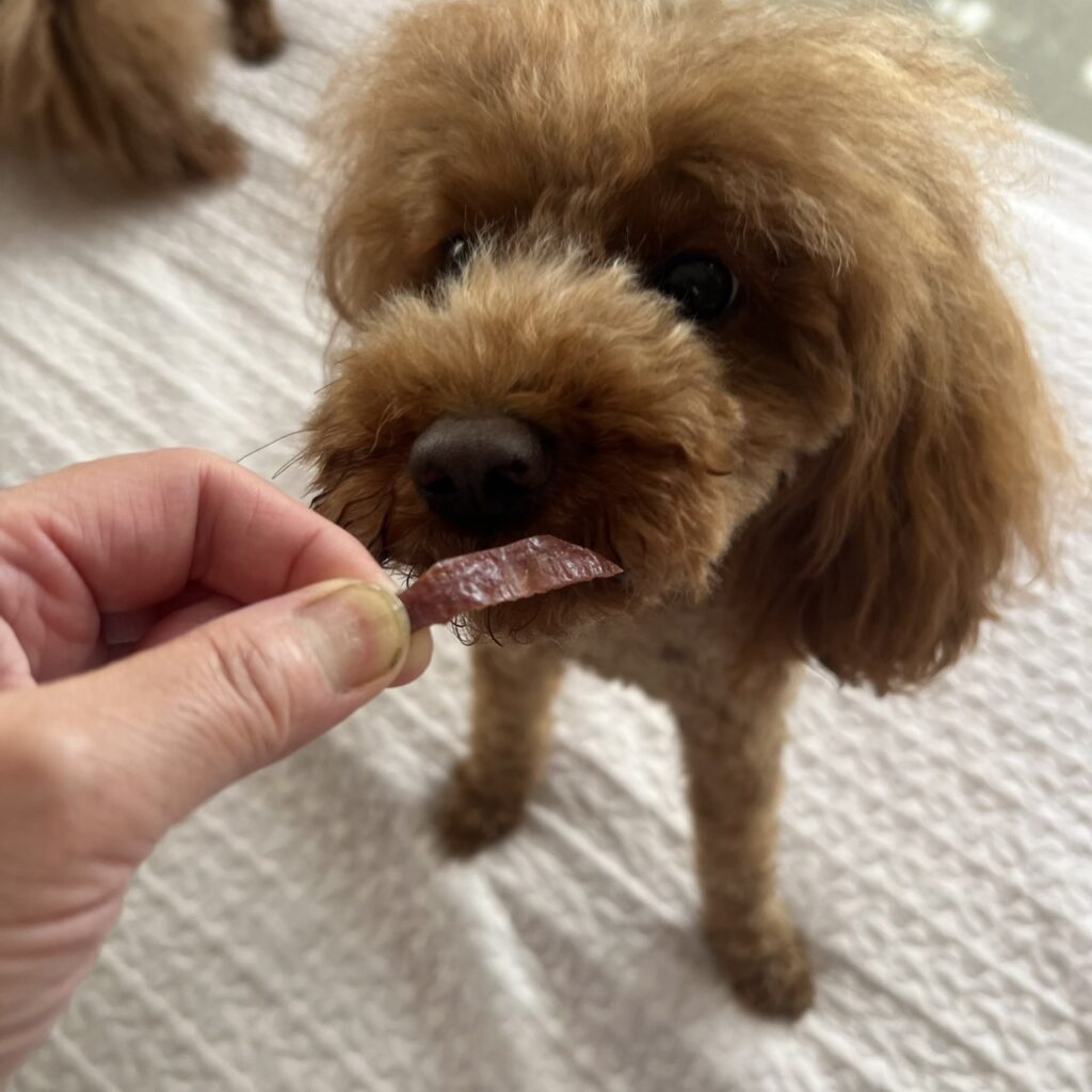 DoggyMan しなやか味わい牛たん皮を食べる様子1