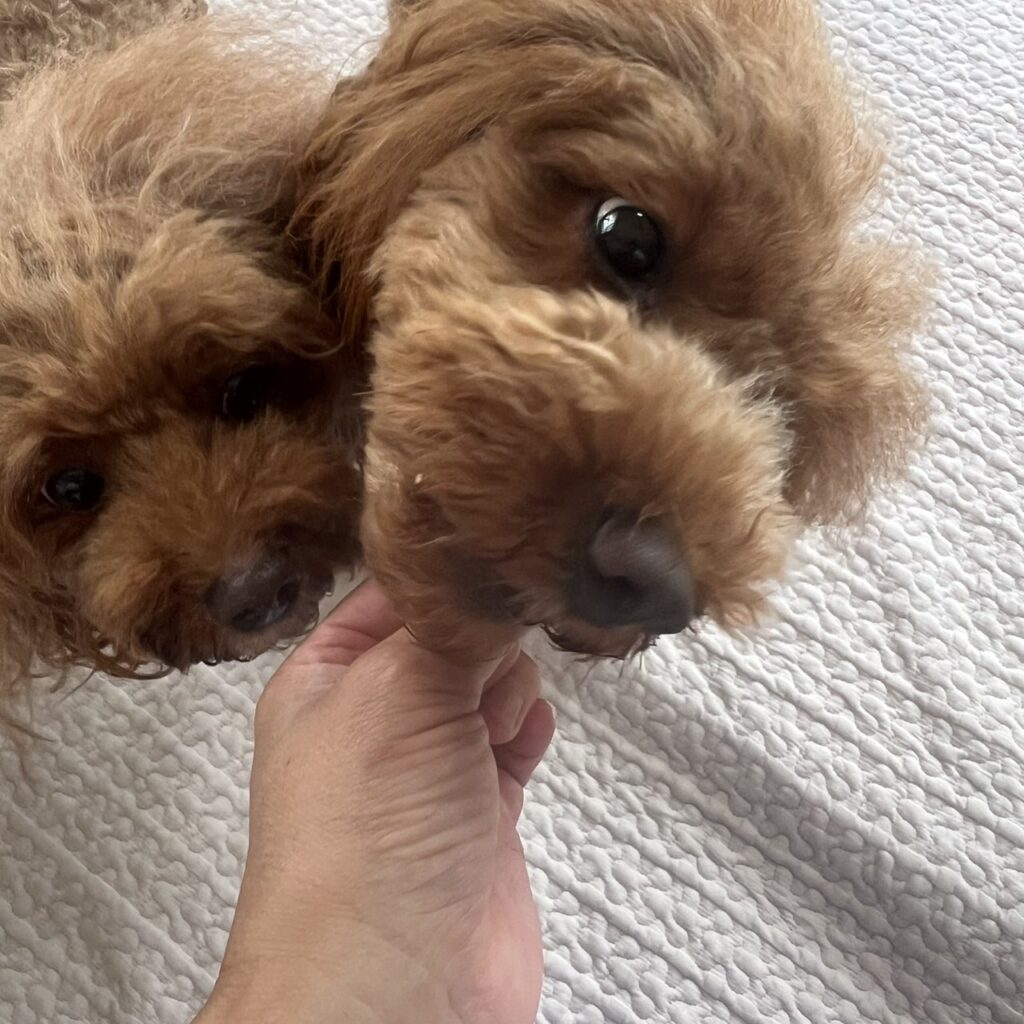 DoggyMan しなやか味わい牛たん皮 2頭で実食