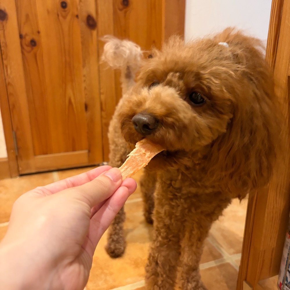手作りささみジャーキーを食べるトイプードル