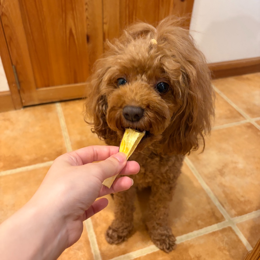 手作りさつまいもチップスを食べるトイプードル