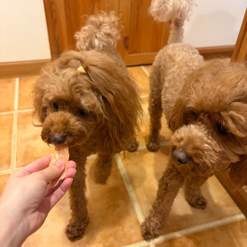 手作りささみジャーキーを食べる2匹のトイプードル