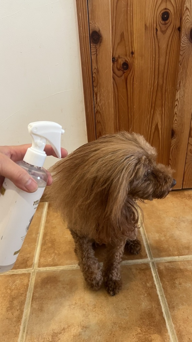 愛犬のトイプードルにmofuwaグルーミングスプレーを吹きかけているところ